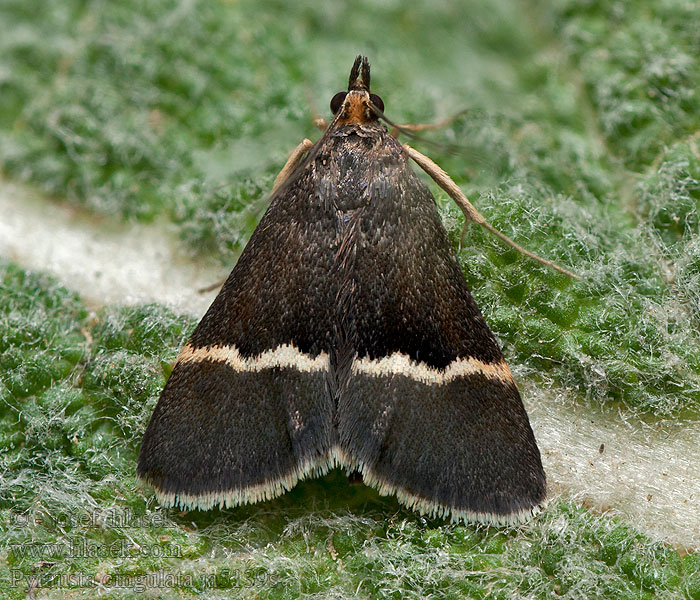 Vijačka šalviová Gördelljusmott Silver-barred Sable Pyrausta cingulata