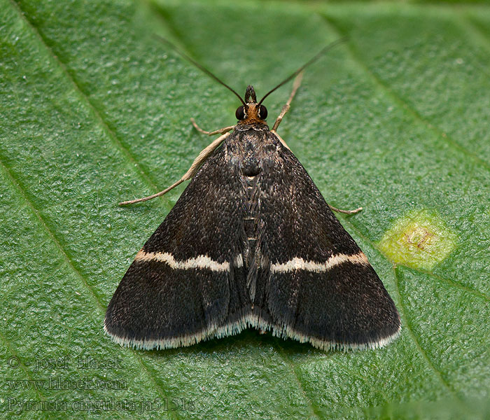 Enkelgestreepte tijmlichtmot Pyrausta cingulata