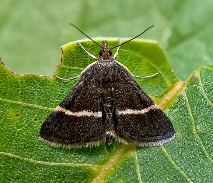 Zavíječ běločárný Pyrausta cingulata