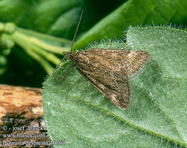 Pyrausta despicata Olivenbrauner Zünsler