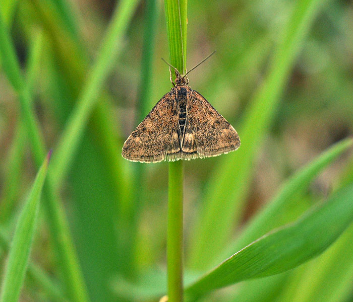 Straw-barred Pearl Pyrausta despicata