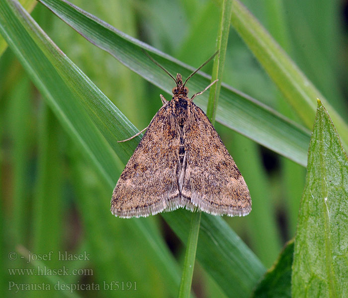 Pyrausta despicata Straw-barred Pearl