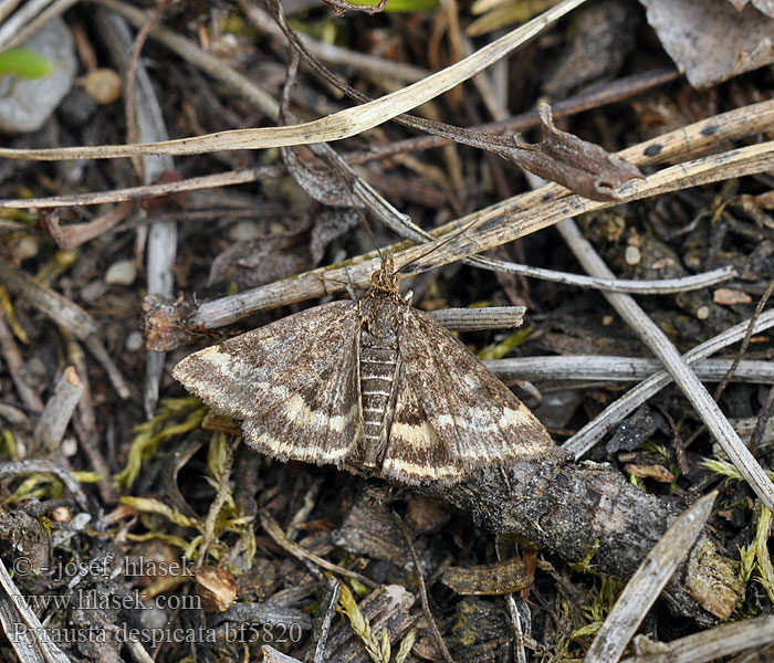 Pyrausta despicata Weegbreemot