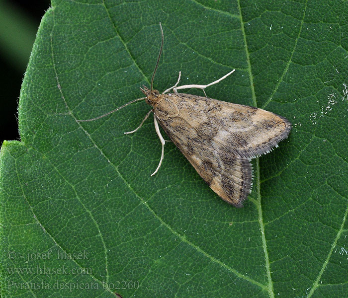 Pyrausta despicata Grobladengmott