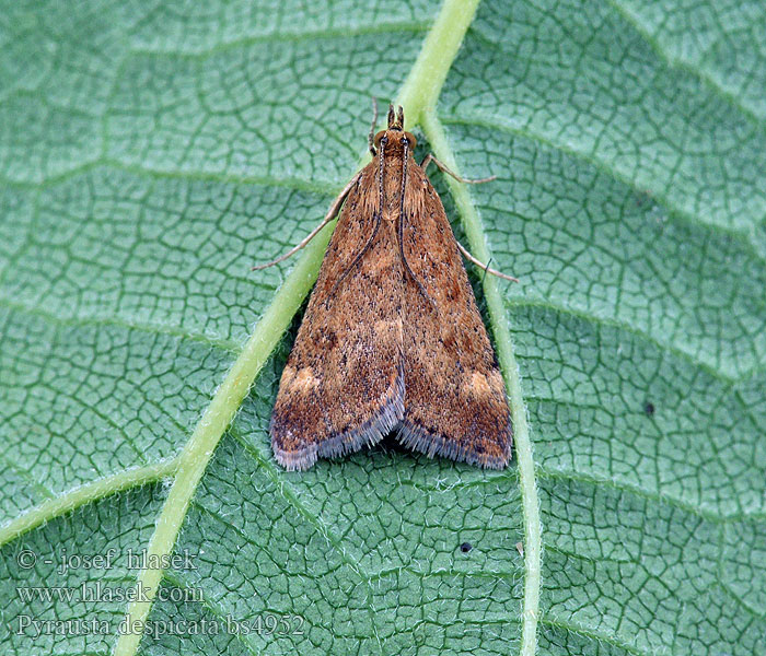 Olivenbrauner Zünsler Pyrausta despicata