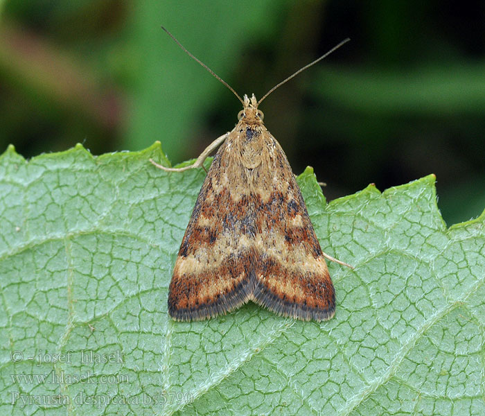 Weegbreemot Pyrausta despicata