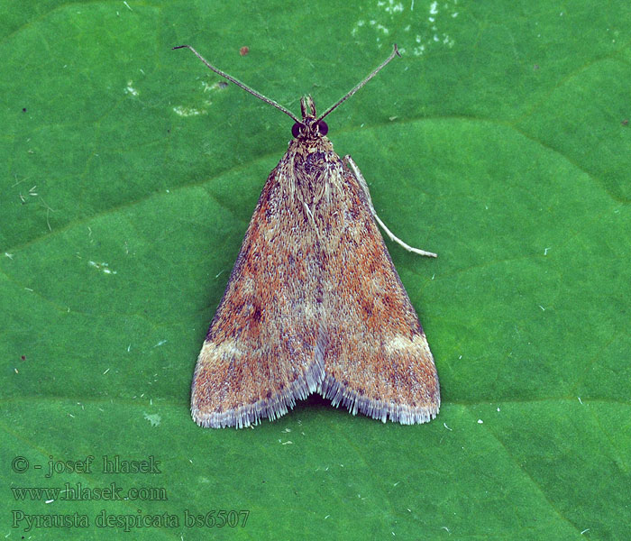 Pyrausta despicata