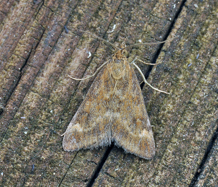 Pyrausta despicata