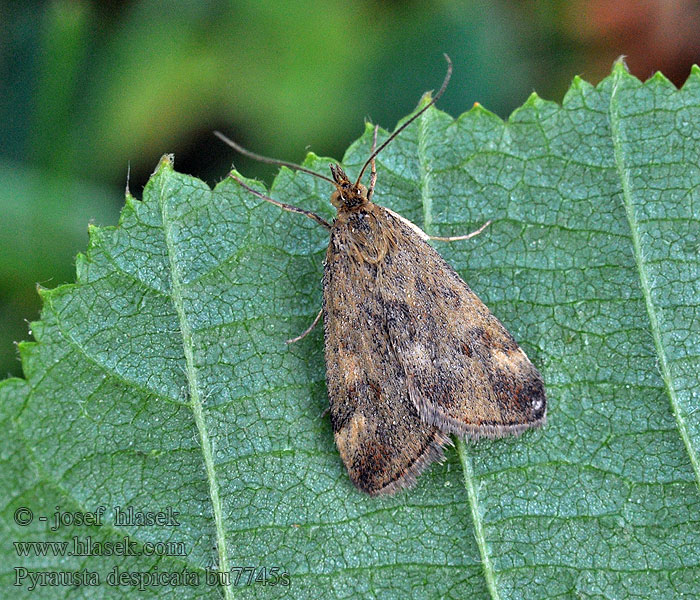 Pyrausta despicata