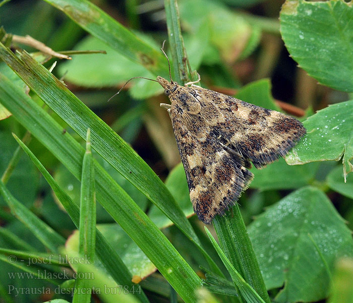 Grobladengmott Pyrausta despicata