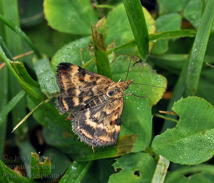 Pyrausta despicata Olivenbrauner Zünsler Straw-barred Pearl