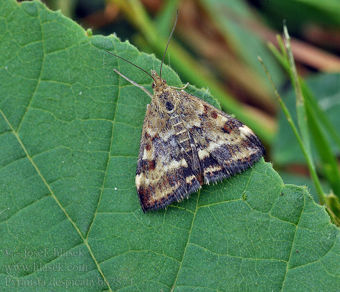 Pyrausta despicata Weegbreemot Grobladengmott