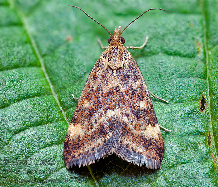 Pyrausta despicata