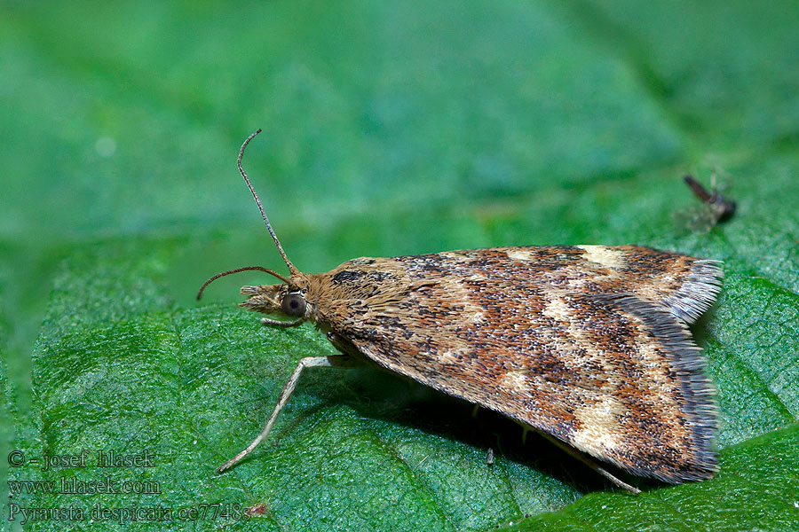 Pyrausta despicata