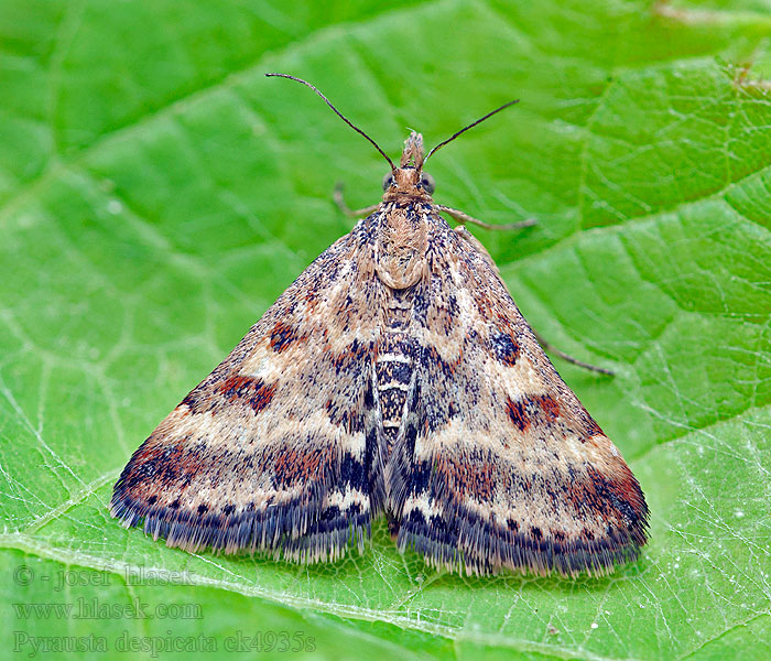 Pyrausta despicata