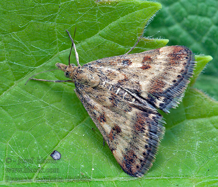 Pyrausta despicata