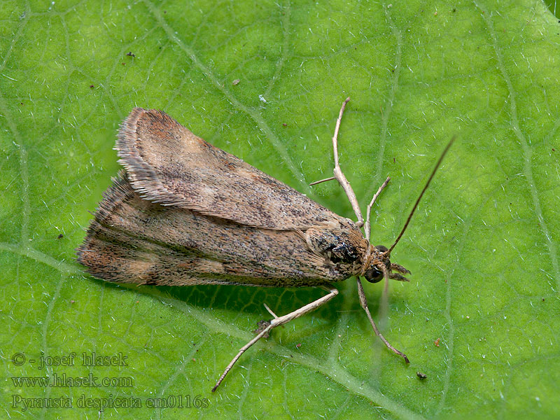 Pyrausta despicata