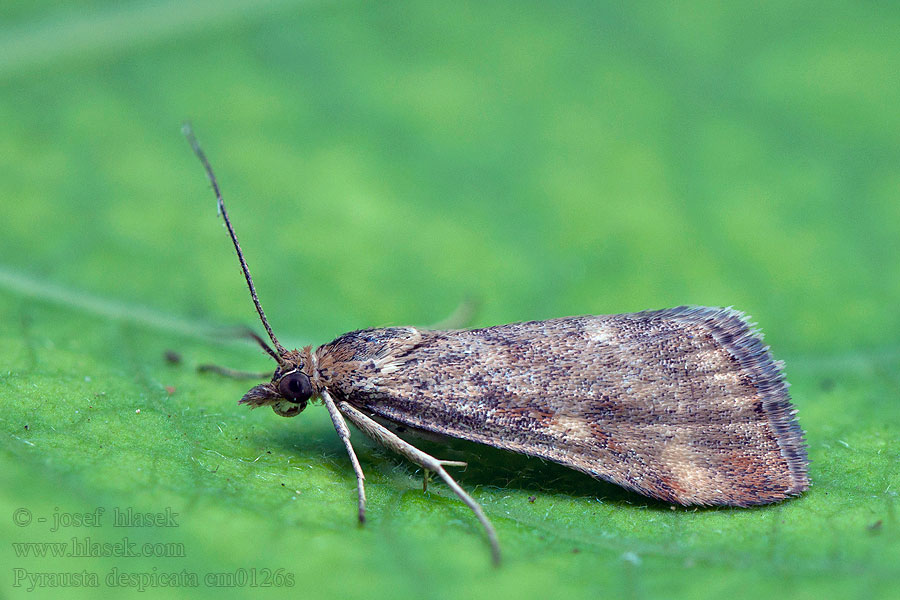 Pyrausta despicata