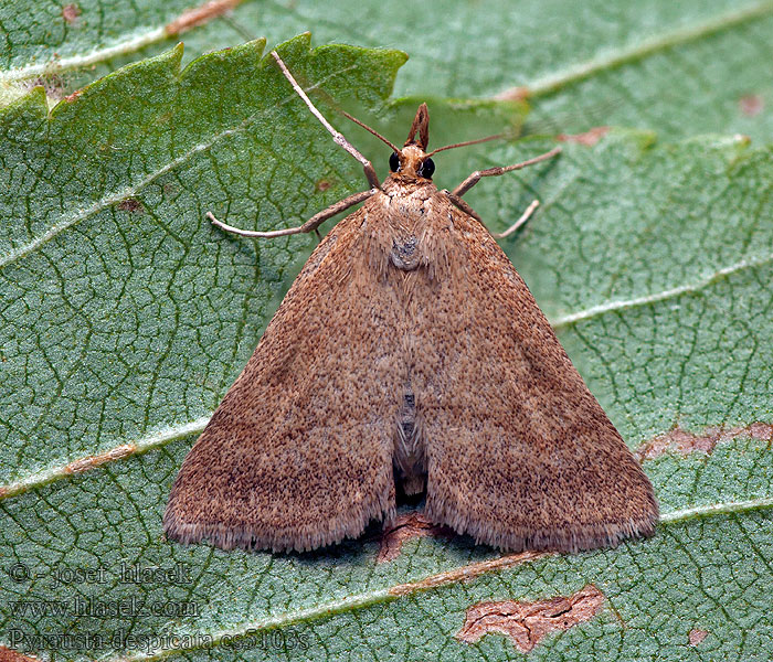 Pyrausta despicata