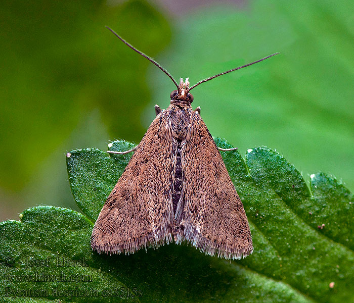 Pyrausta despicata