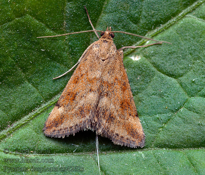 Pyrausta despicata