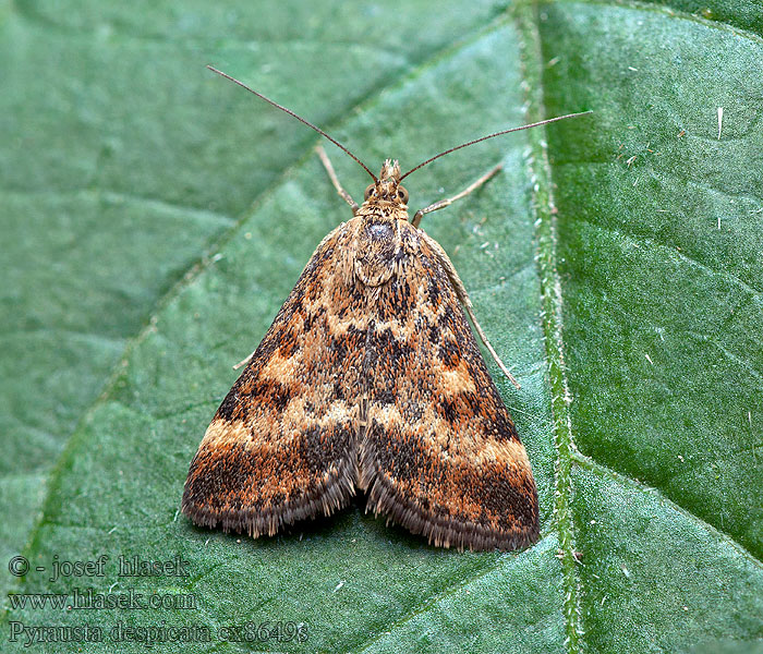 Pyrausta despicata