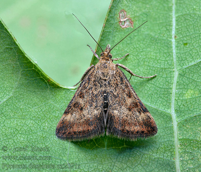 Pyrausta despicata