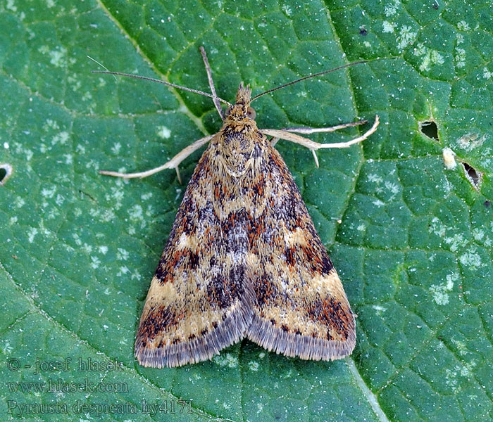 Pyrausta despicata