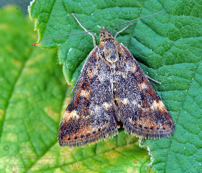 Pyrausta despicata