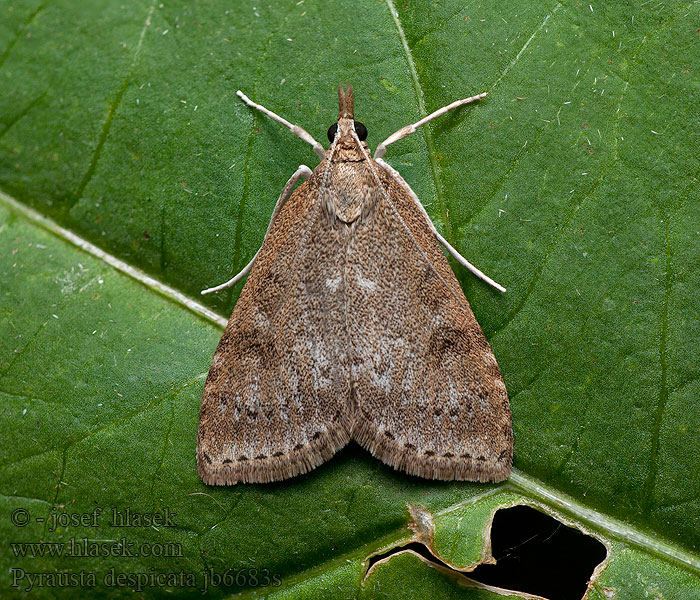 Pyrausta despicata