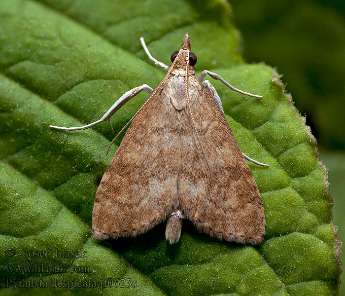 Pyrausta despicata