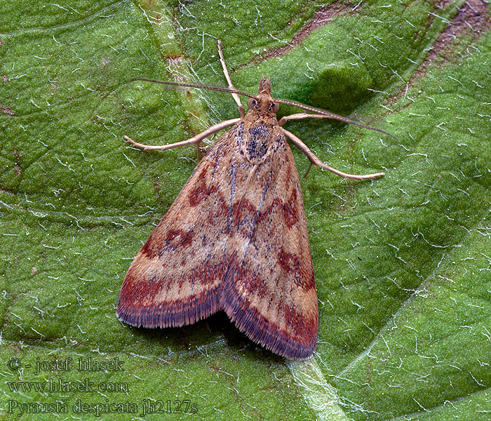 Pyrausta despicata