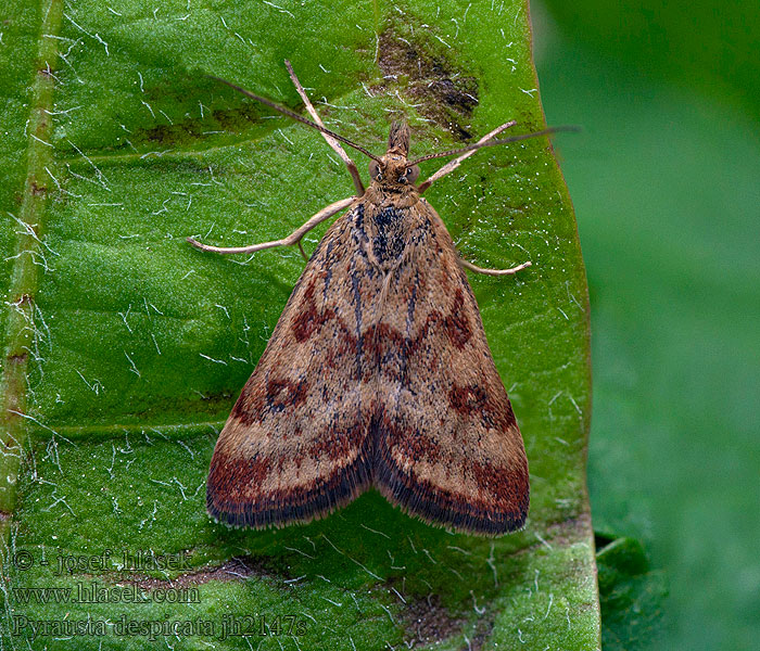 Pyrausta despicata