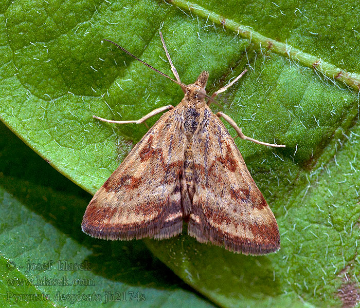 Pyrausta despicata