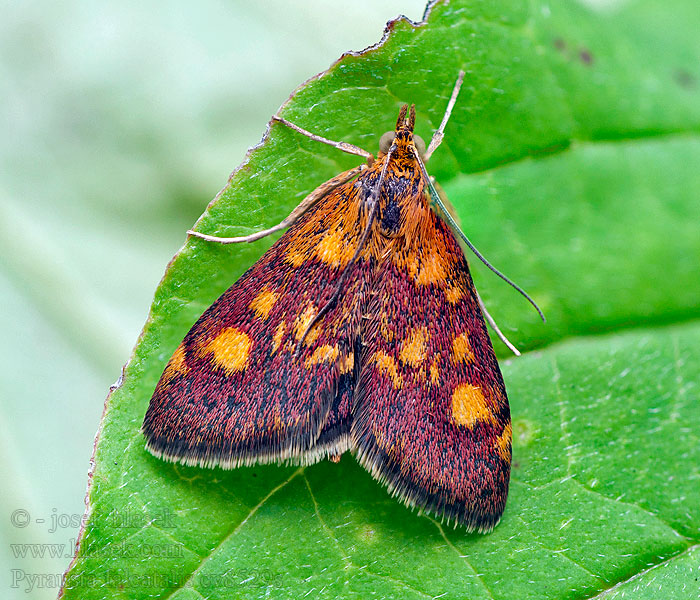 Pyrausta falcatalis Vijačka veľkoškvrnná Hegyi bíbormoly