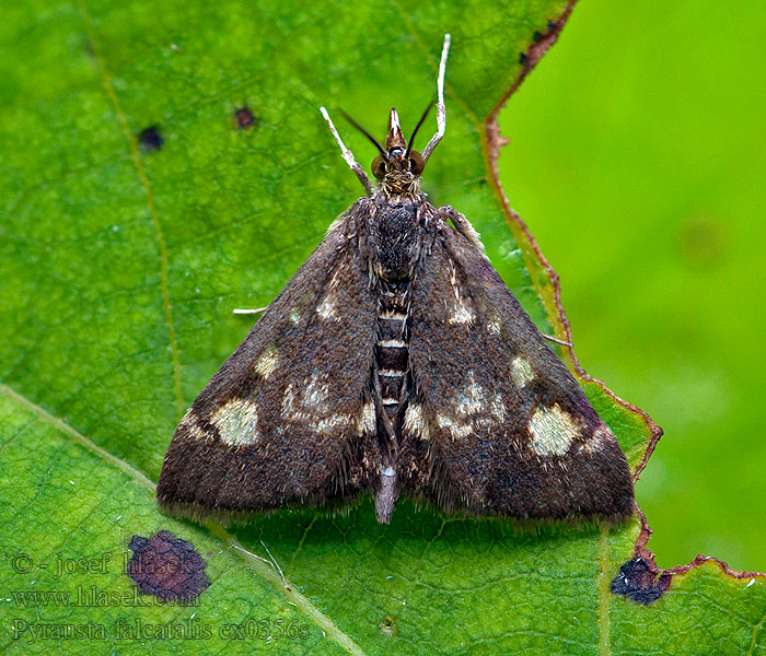 Vijačka veľkoškvrnná Hegyi bíbormoly Pyrausta falcatalis