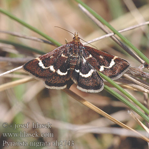 Pyrausta nigrata ah2743