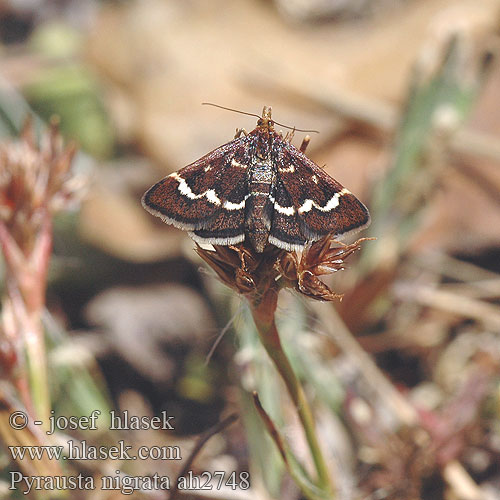 Pyrausta nigrata ah2748