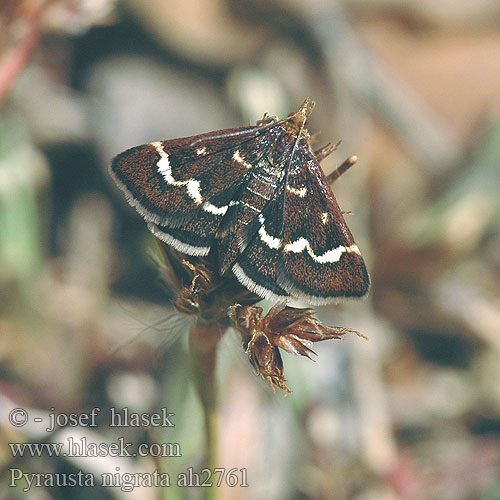 Pyrausta nigrata ah2761