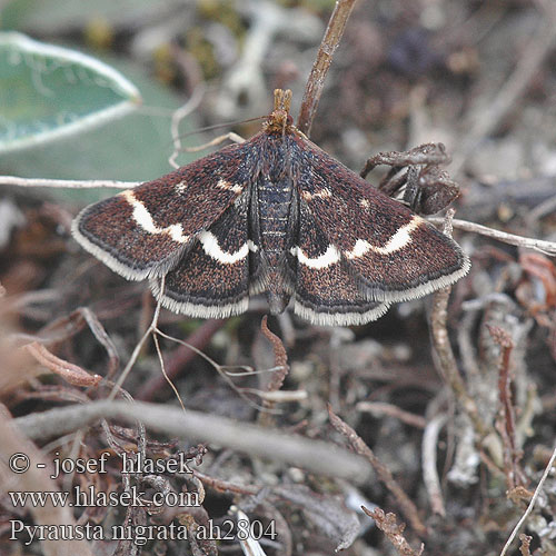 Pyrausta nigrata ah2804