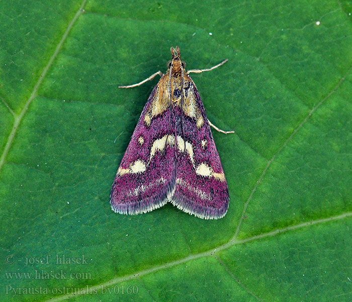 Pyrausta ostrinalis Dark Purple Mint Moth Vijačka purpuročervená