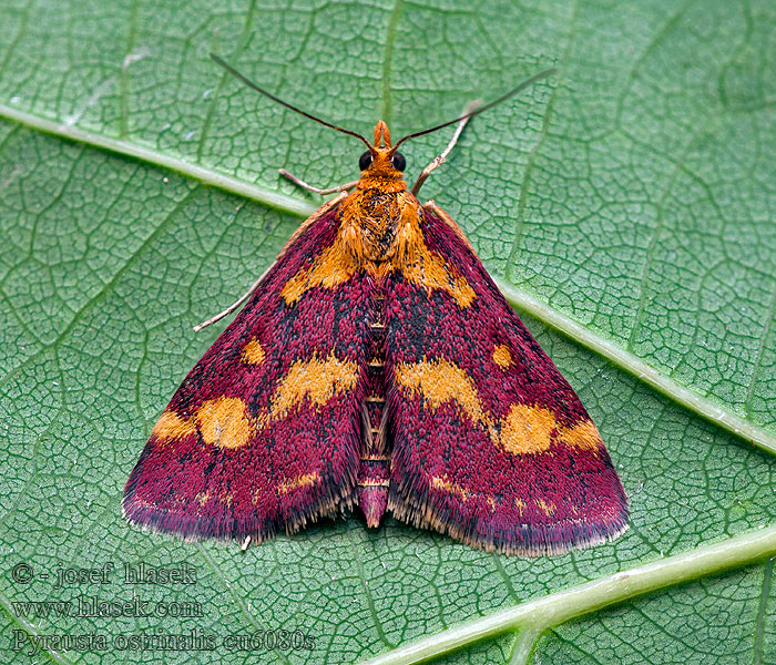 Pyrausta ostrinalis Огнёвка пурпурная Duinmuntvlinder Ritka bíbormoly