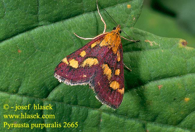 Pyrausta purpuralis Purpurroter Zünsler Vijačka purpurová