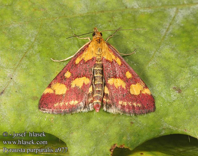 Настоящая огнёвка пестрая Pyrausta purpuralis