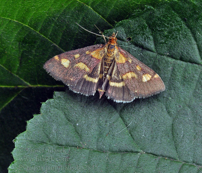 Pyrausta purpuralis Zavíječ purpurový