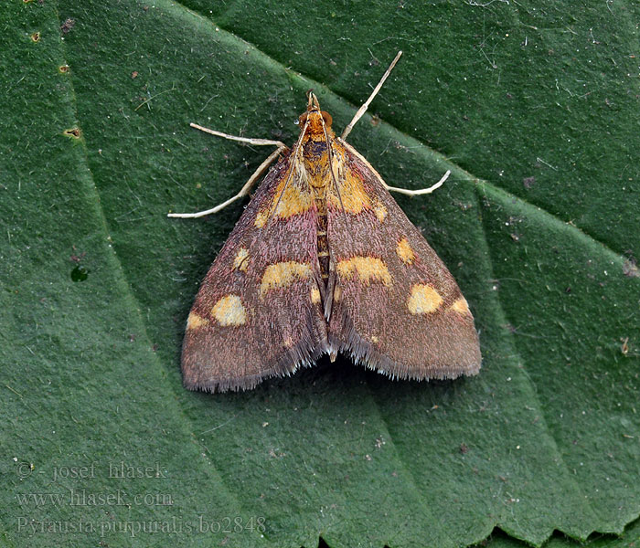 Pyrausta purpuralis Purpurroter Zünsler