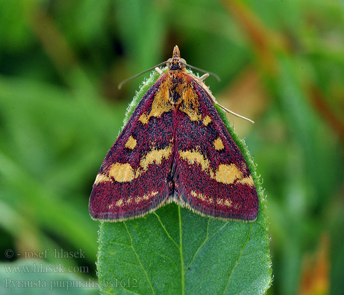 Pyrausta purpuralis Vijačka purpurová