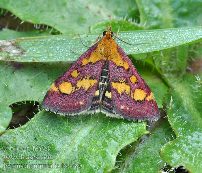 Огневка пурпурная Настоящая огнёвка пестрая Pyrausta purpuralis