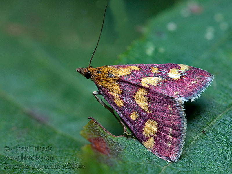 Pyrausta purpuralis