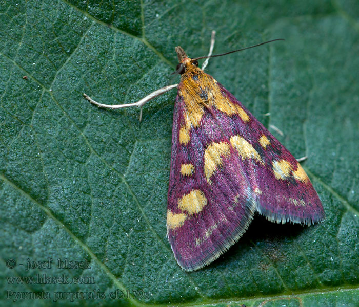 Pyrausta purpuralis